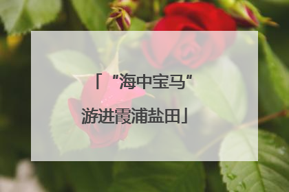 “海中宝马”游进霞浦盐田