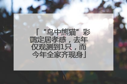 “鸟中熊猫”彩鹮定居孝感，去年仅观测到1只，而今年全家齐现身
