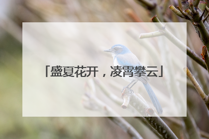 盛夏花开，凌霄攀云