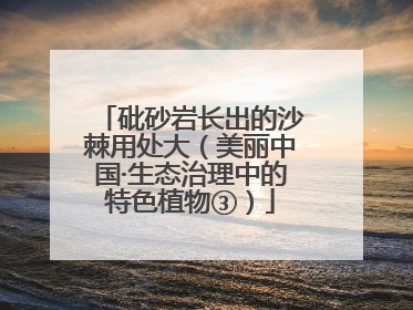 砒砂岩长出的沙棘用处大（美丽中国·生态治理中的特色植物③）