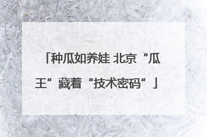种瓜如养娃 北京“瓜王”藏着“技术密码”