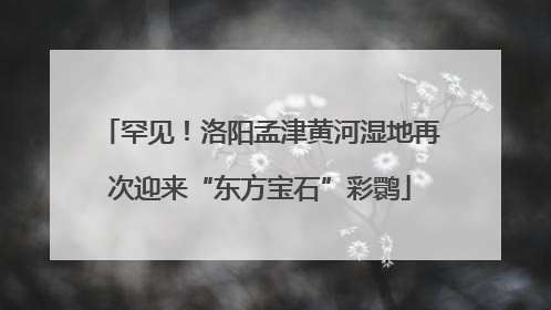 罕见！洛阳孟津黄河湿地再次迎来“东方宝石”彩鹮