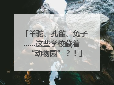 羊驼、孔雀、兔子……这些学校藏着 “动物园”？！