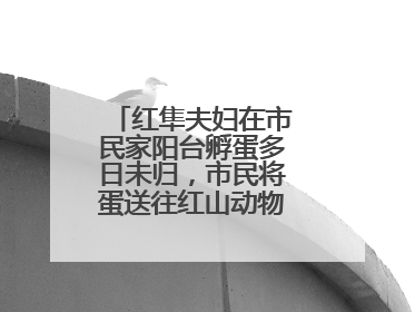 红隼夫妇在市民家阳台孵蛋多日未归，市民将蛋送往红山动物园“抢救”