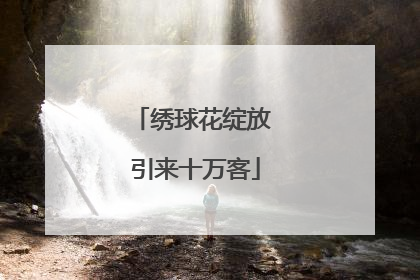 绣球花绽放 引来十万客