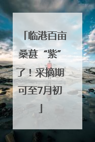 临港百亩桑葚“紫”了！采摘期可至7月初