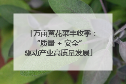 万亩黄花菜丰收季：“质量 + 安全” 驱动产业高质量发展