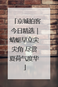 京城拍客今日精选｜蜻蜓早立尖尖角 尽赏夏荷气度华