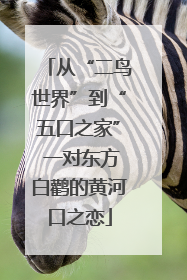 从“二鸟世界”到“五口之家” 一对东方白鹳的黄河口之恋