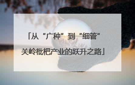 从“广种”到“细管” 关岭枇杷产业的跃升之路
