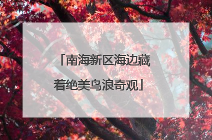南海新区海边藏着绝美鸟浪奇观