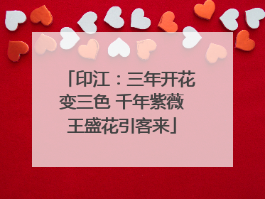 印江：三年开花变三色 千年紫薇王盛花引客来
