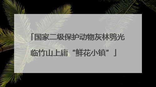 国家二级保护动物灰林鸮光临竹山上庸“鲜花小镇”