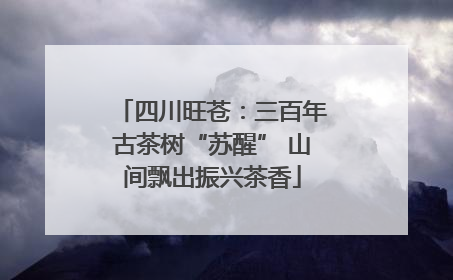 四川旺苍：三百年古茶树“苏醒” 山间飘出振兴茶香