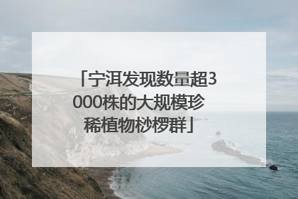宁洱发现数量超3000株的大规模珍稀植物桫椤群