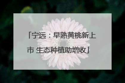 宁远：早熟黄桃新上市 生态种植助增收