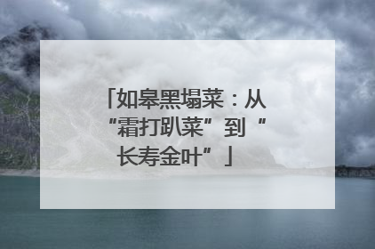 如皋黑塌菜：从“霜打趴菜”到“长寿金叶”