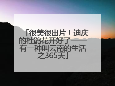 很美很出片！迪庆的杜鹃花开好了——有一种叫云南的生活之365天