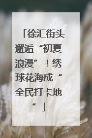 徐汇街头邂逅“初夏浪漫”！绣球花海成“全民打卡地”