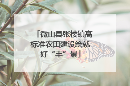 微山县张楼镇高标准农田建设绘就好“丰”景