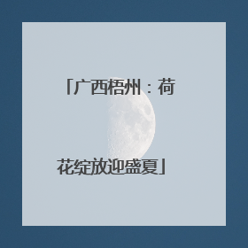 广西梧州：荷花绽放迎盛夏