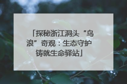 探秘浙江洞头“鸟浪”奇观：生态守护铸就生命驿站