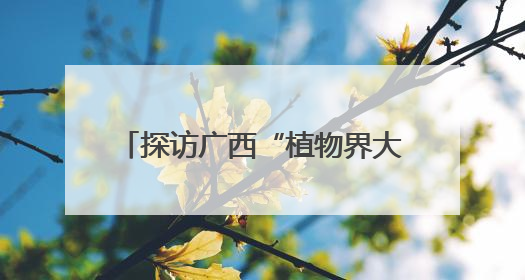 探访广西“植物界大熊猫”银杉发现地