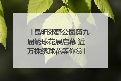 昆明郊野公园第九届绣球花展启幕 近万株绣球花等你赏