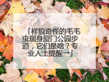 样貌奇怪的毛毛虫现身厦门公园步道，它们是啥？专业人士提醒→