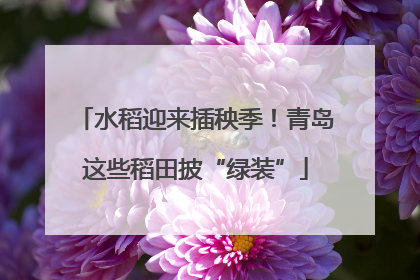 水稻迎来插秧季！青岛这些稻田披“绿装”