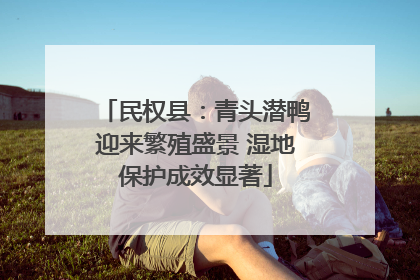 民权县：青头潜鸭迎来繁殖盛景 湿地保护成效显著