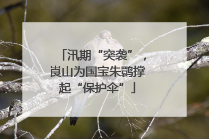 汛期“突袭”，崀山为国宝朱鹮撑起“保护伞”