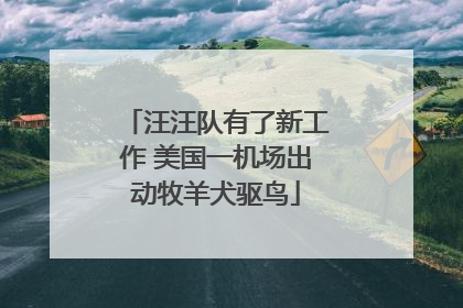 汪汪队有了新工作 美国一机场出动牧羊犬驱鸟