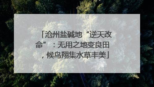 沧州盐碱地“逆天改命”：无用之地变良田，候鸟翔集水草丰美