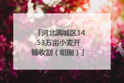 河北满城区14.53万亩小麦开镰收割（组图）