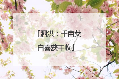 泗洪：千亩茭白喜获丰收