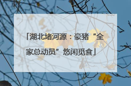 湖北堵河源：豪猪“全家总动员”悠闲觅食