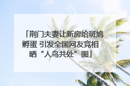 荆门夫妻让新房给斑鸠孵蛋 引发全国网友竞相晒“人鸟共处”图