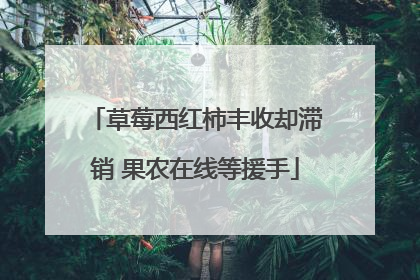 草莓西红柿丰收却滞销 果农在线等援手