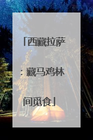 西藏拉萨：藏马鸡林间觅食