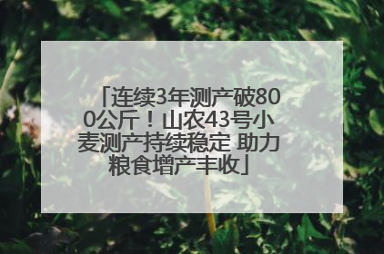 连续3年测产破800公斤！山农43号小麦测产持续稳定 助力粮食增产丰收