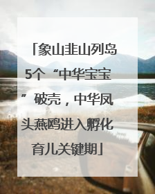 象山韭山列岛5个“中华宝宝”破壳，中华凤头燕鸥进入孵化育儿关键期