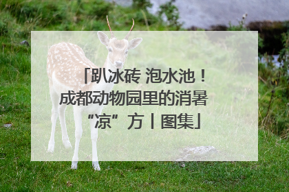 趴冰砖 泡水池！成都动物园里的消暑“凉”方丨图集