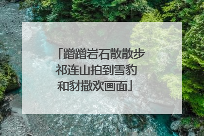 蹭蹭岩石散散步 祁连山拍到雪豹和豺撒欢画面