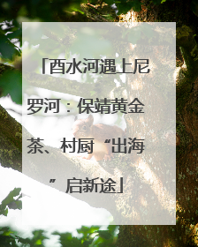 酉水河遇上尼罗河：保靖黄金茶、村厨“出海”启新途