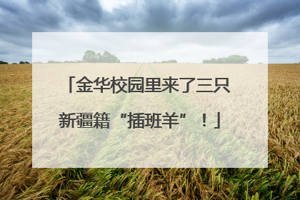 金华校园里来了三只新疆籍“插班羊”！