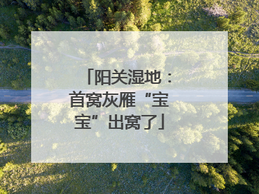 阳关湿地：首窝灰雁“宝宝”出窝了