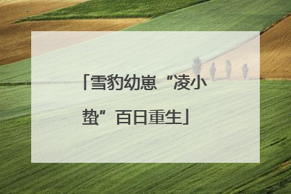 雪豹幼崽“凌小蛰”百日重生
