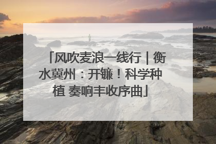 风吹麦浪一线行｜衡水冀州：开镰！科学种植 奏响丰收序曲