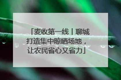 麦收第一线丨聊城打造集中晾晒场地，让农民省心又省力